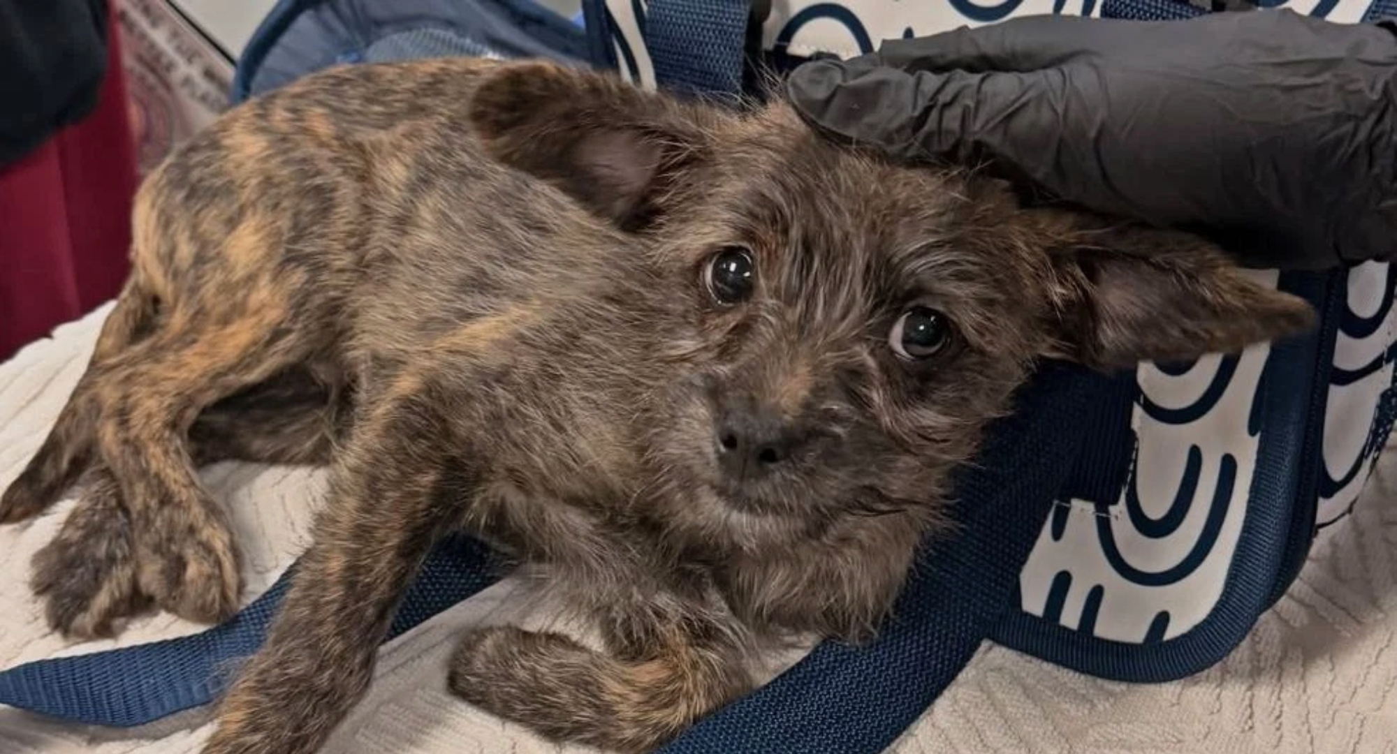 (Photo: Austin Humane Society)