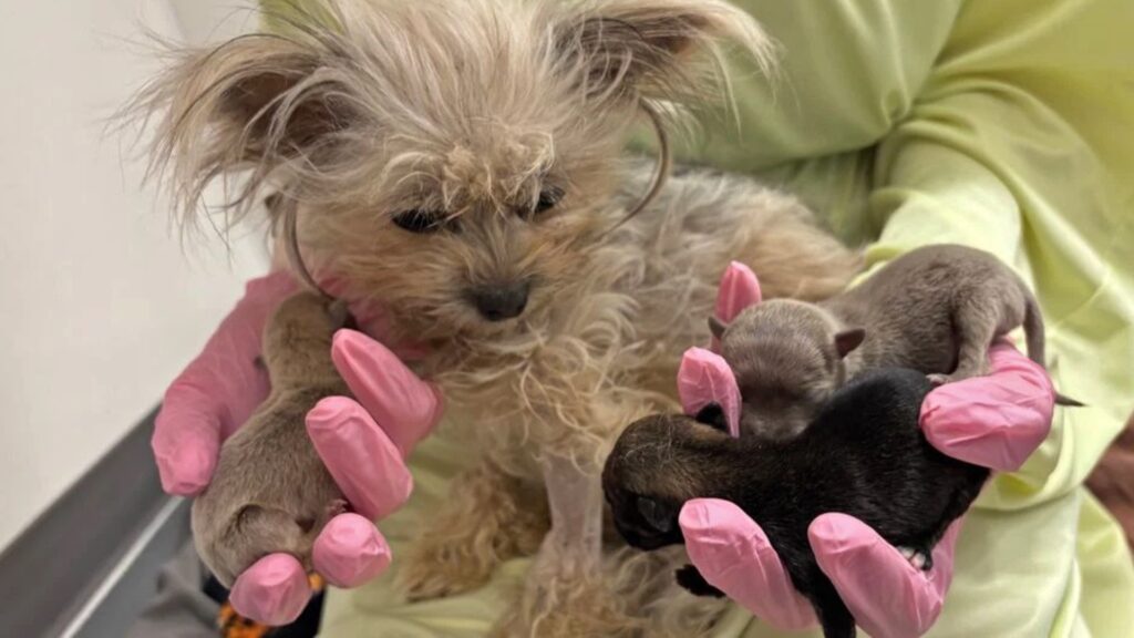 (Photo: Austin Pets Alive!)