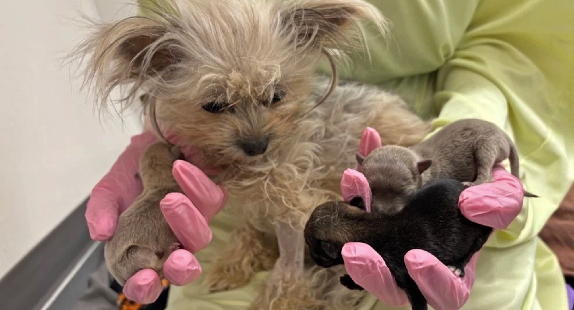 (Photo: Austin Pets Alive!)