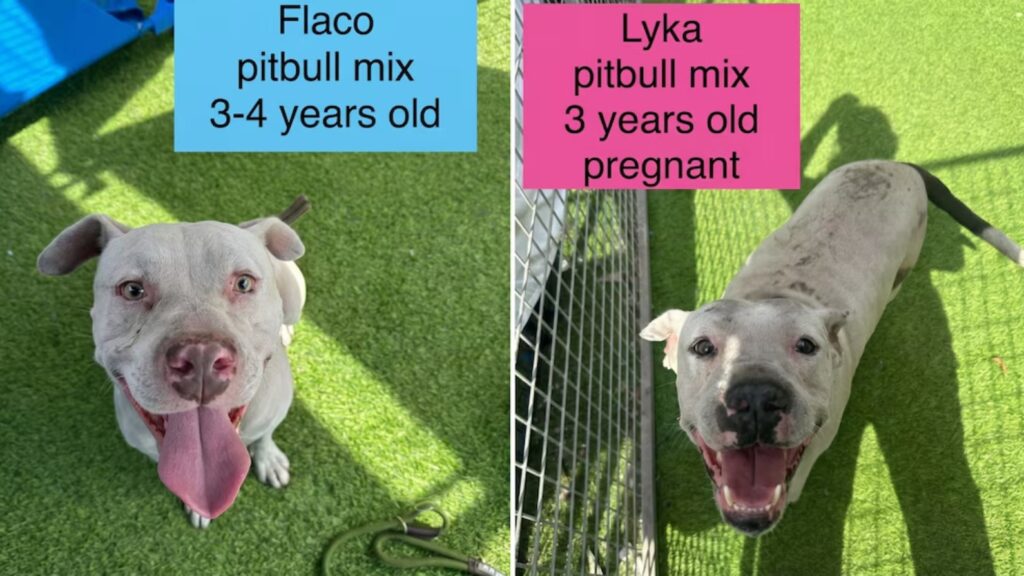 (Cortesia: @mercyfullproject).