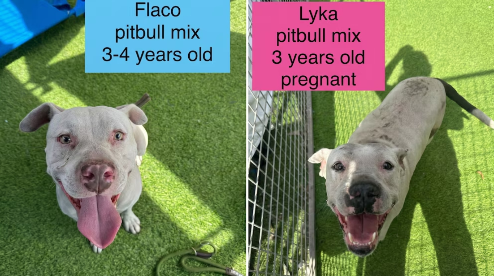 (Cortesia: @mercyfullproject).