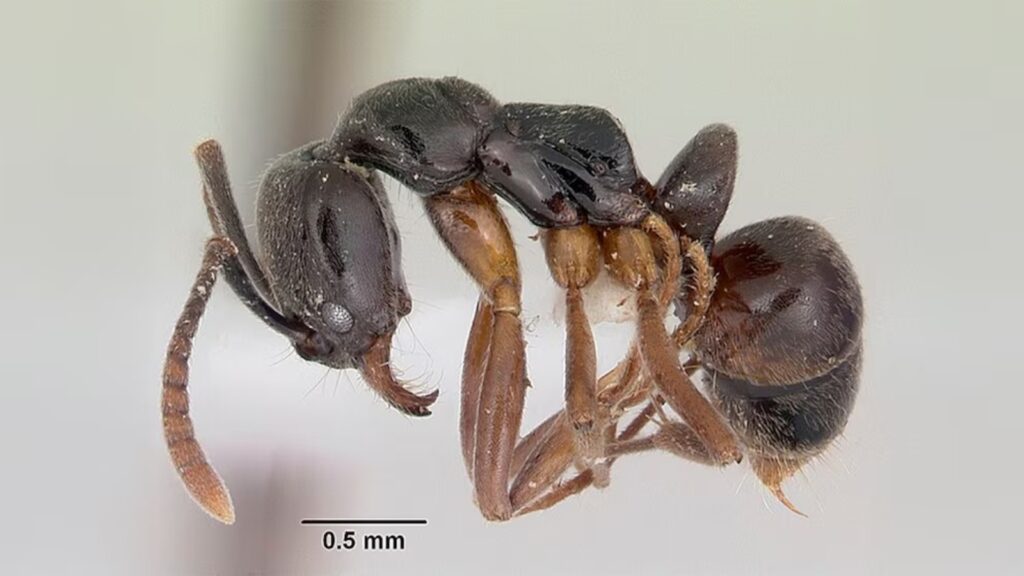 (Wikimedia Commons/April Nobile)