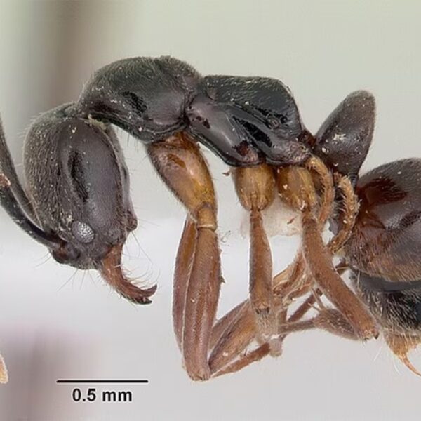 (Wikimedia Commons/April Nobile)