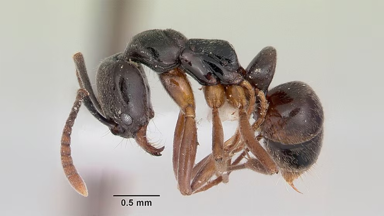 (Wikimedia Commons/April Nobile)