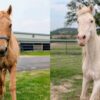 (Cortesia: Hill Country Animal Rescue)