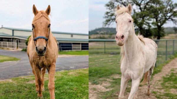 (Cortesia: Hill Country Animal Rescue)