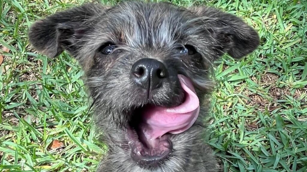 (Cortesia de Austin Humane Society)