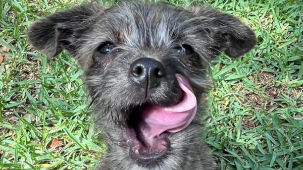 (Cortesia de Austin Humane Society)