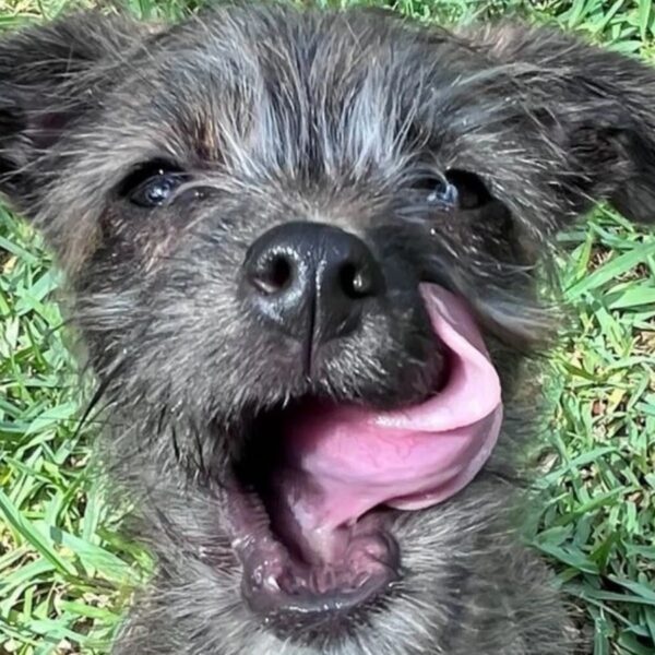 (Cortesia de Austin Humane Society)