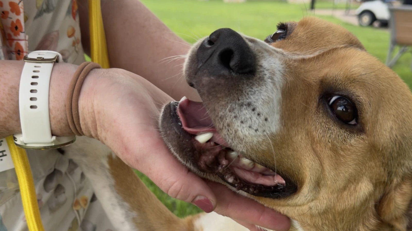 (Credit: Austin Pets Alive!)