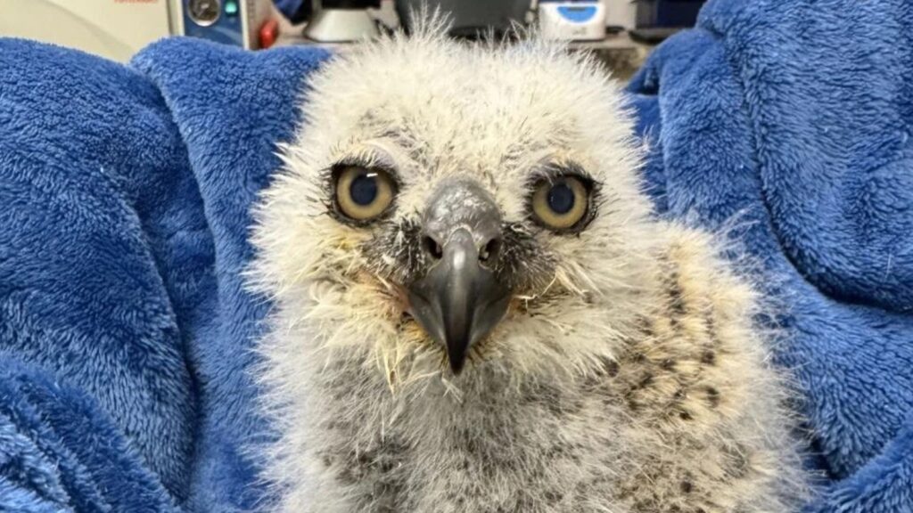 (Cortesia: Austin Wildlife Rescue)