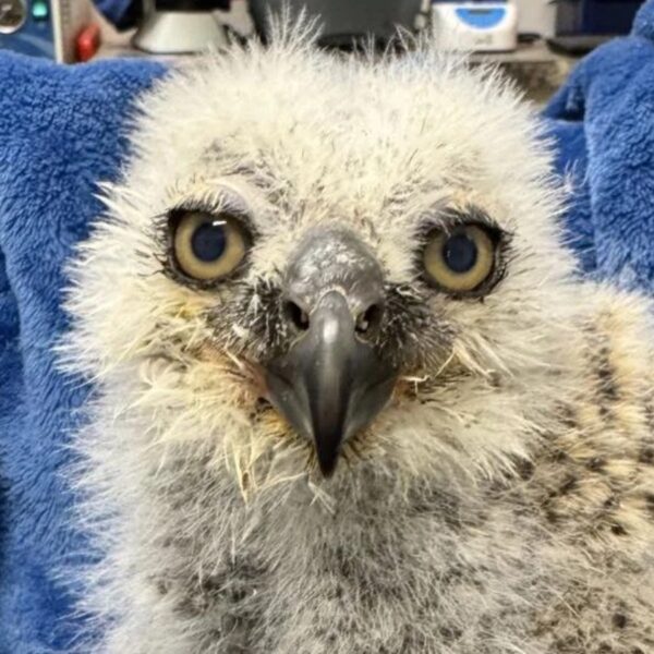 (Cortesia: Austin Wildlife Rescue)