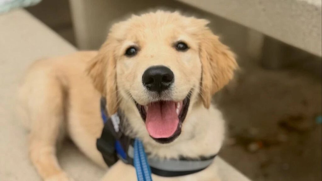 (Photo: Central Texas Public Safety Commission)