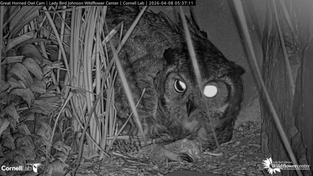 Great horned owl in a nest of sticks and leaves at night, facing the camera with glowing eyes and a fish carcass nearby.
