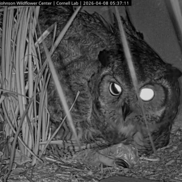 Great horned owl in a nest of sticks and leaves at night, facing the camera with glowing eyes and a fish carcass nearby.
