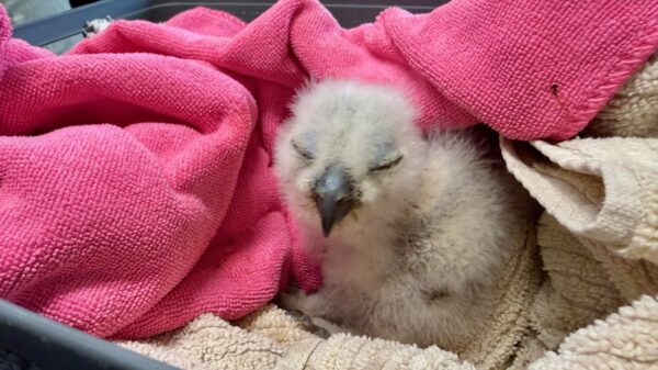 (Photo: Bettie Cross)