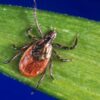 A small brown-orange tick on a green leaf, showing its patterned back and eight legs in a close-up.