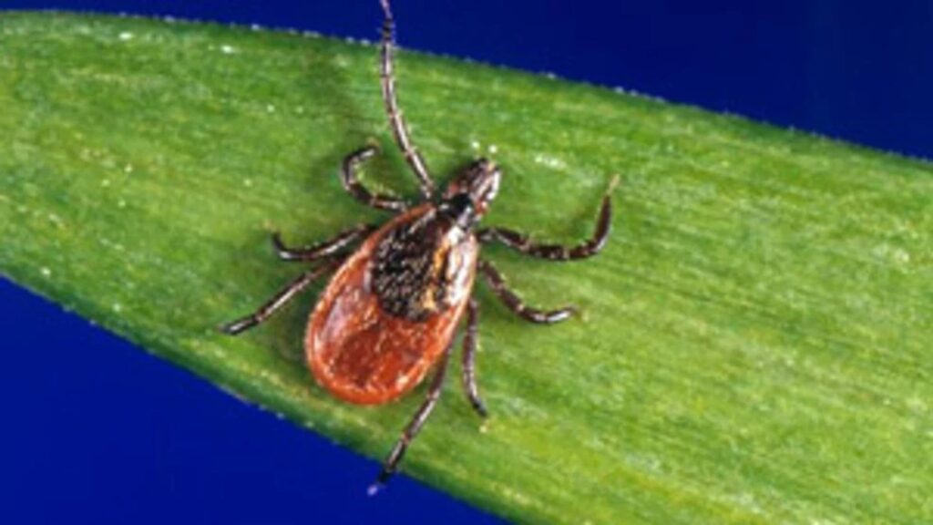 A small brown-orange tick on a green leaf, showing its patterned back and eight legs in a close-up.