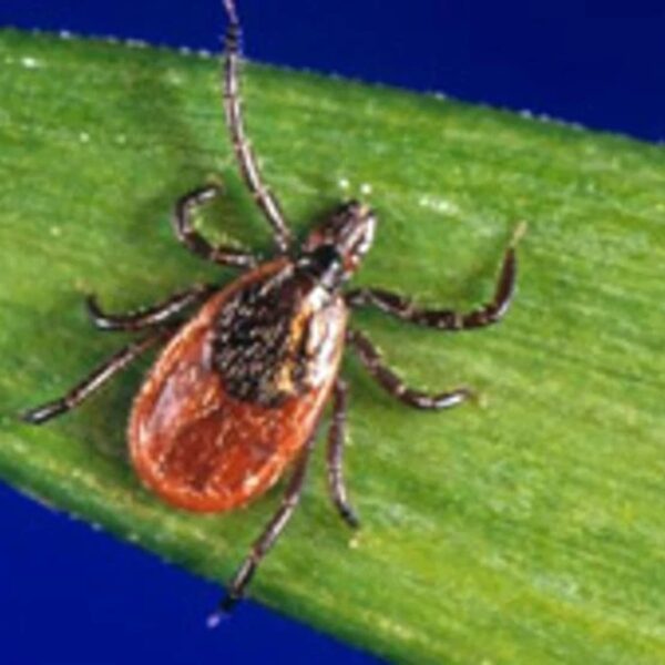 A small brown-orange tick on a green leaf, showing its patterned back and eight legs in a close-up.