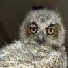 (Cortesia: Austin Wildlife Rescue)