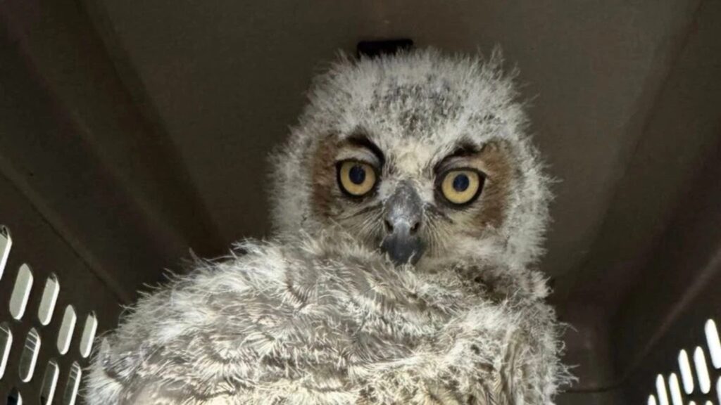 (Cortesia: Austin Wildlife Rescue)