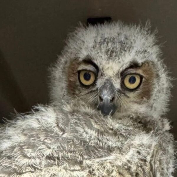 (Cortesia: Austin Wildlife Rescue)