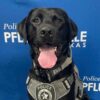 (Cortesia: Pflugerville Police Department)