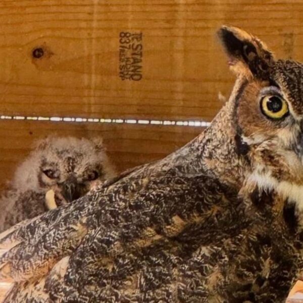 Cortesia: Austin Wildlife Rescue