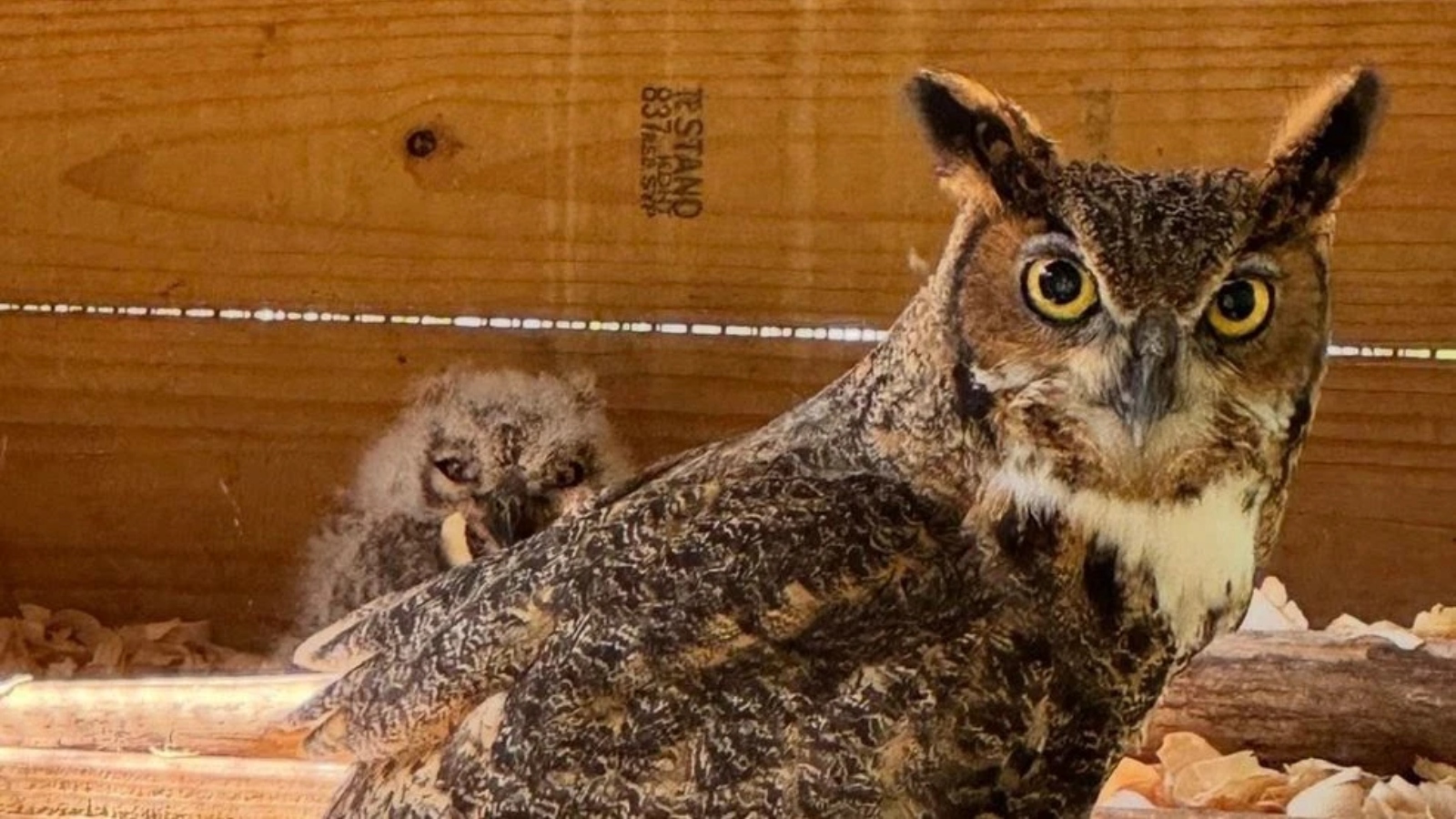 Cortesia: Austin Wildlife Rescue
