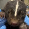 (FILE Cortesía: Austin Wildlife Rescue)