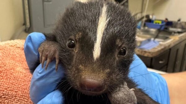 (FILE Cortesía: Austin Wildlife Rescue)