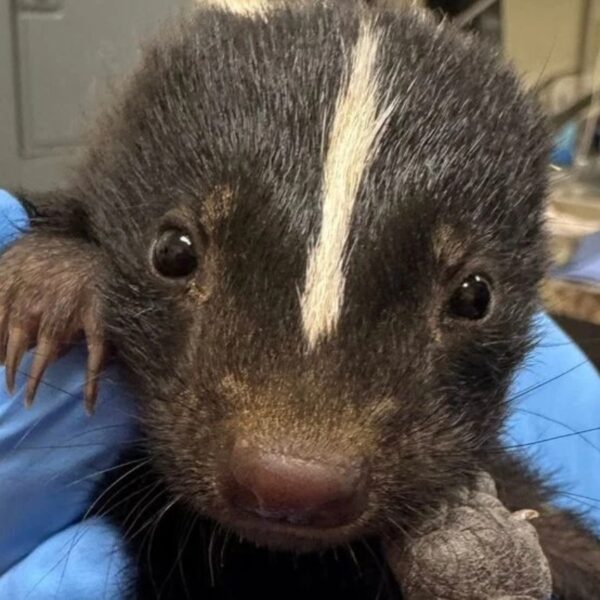(FILE Cortesía: Austin Wildlife Rescue)