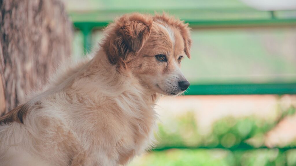 Side profile of a fluffy light-brown dog gazing into the distance outdoors.