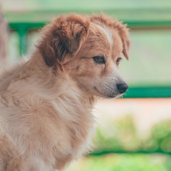 Side profile of a fluffy light-brown dog gazing into the distance outdoors.