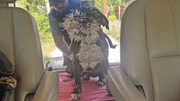 Asia Guetzkow - Austin Latino Dog with tangled sticks stuck to its fur standing on a red blanket inside a vehicle, outdoors visible through the open back hatch.