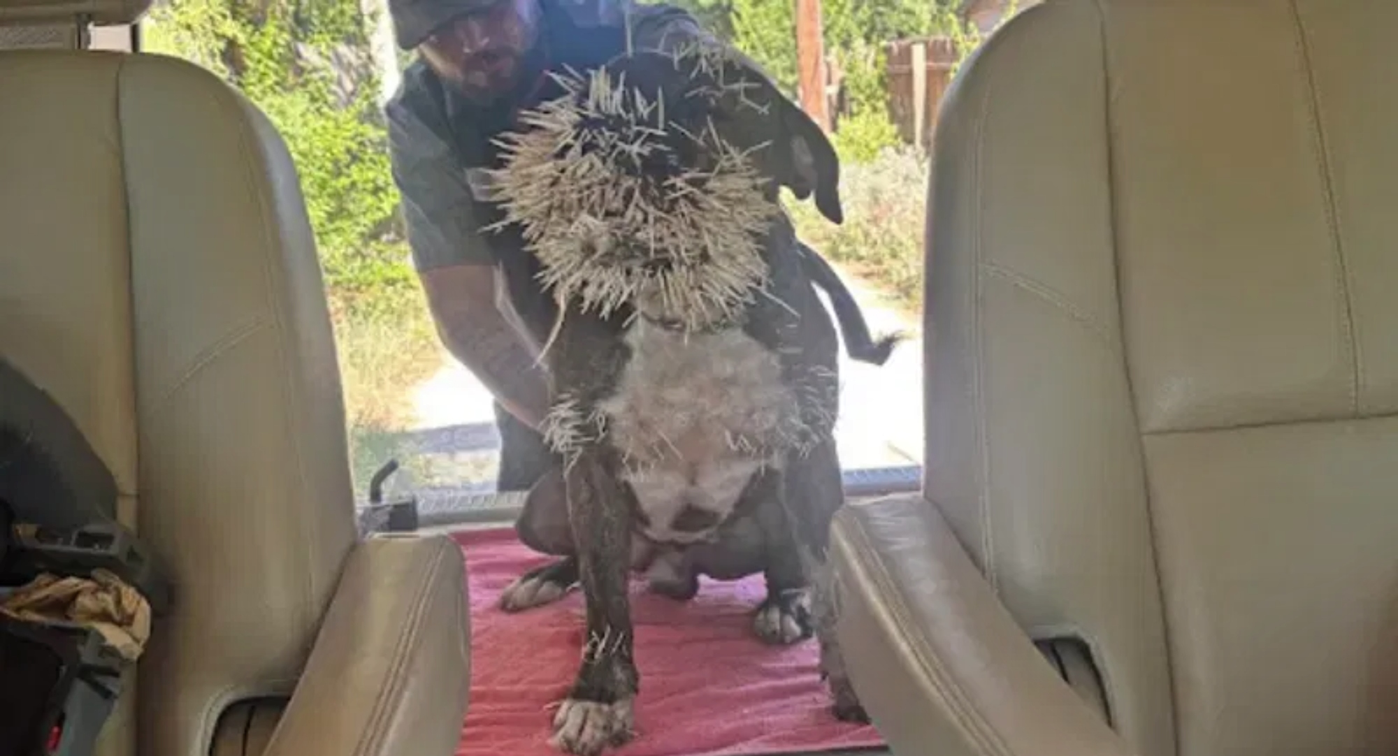 Dog with tangled sticks stuck to its fur standing on a red blanket inside a vehicle, outdoors visible through the open back hatch.