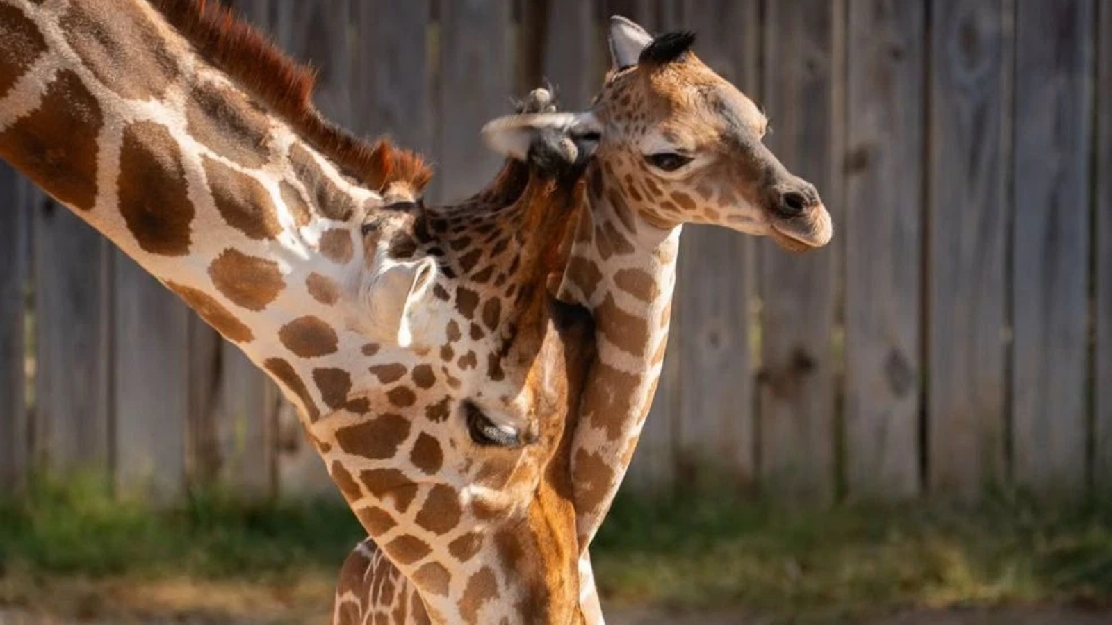 (Cortesía de Abilene Zoo)