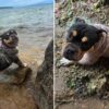 (Cortesía: Lynn Animal Control)