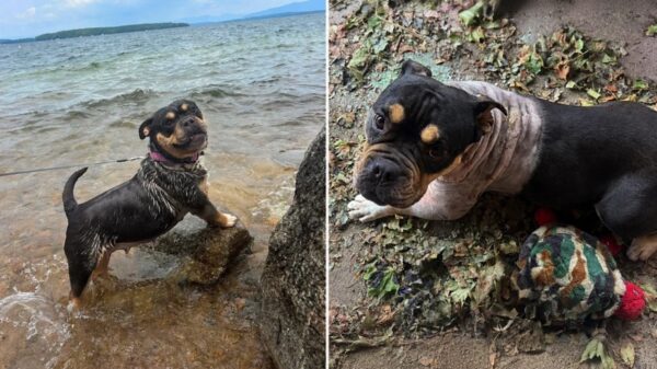 (Cortesía: Lynn Animal Control)