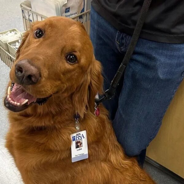 Cortesía: Luke's Owner, Deanna Yanez