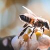 Foto de Pedro Henrique: https://www.pexels.com/es-es/foto/flor-insecto-abeja-polinizacion-12744951/