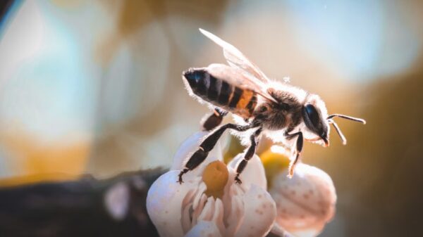 Foto de Pedro Henrique: https://www.pexels.com/es-es/foto/flor-insecto-abeja-polinizacion-12744951/