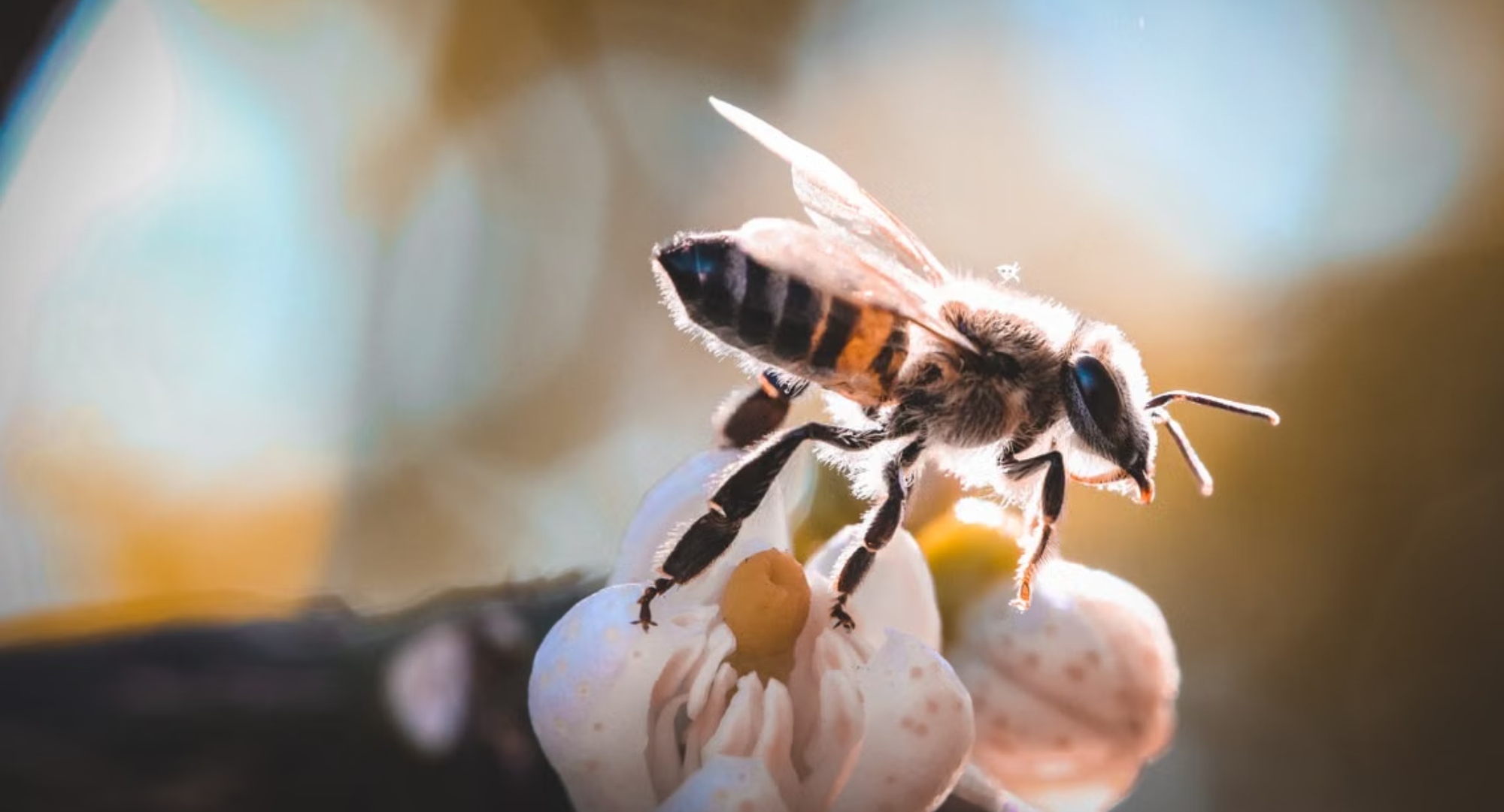 Foto de Pedro Henrique: https://www.pexels.com/es-es/foto/flor-insecto-abeja-polinizacion-12744951/