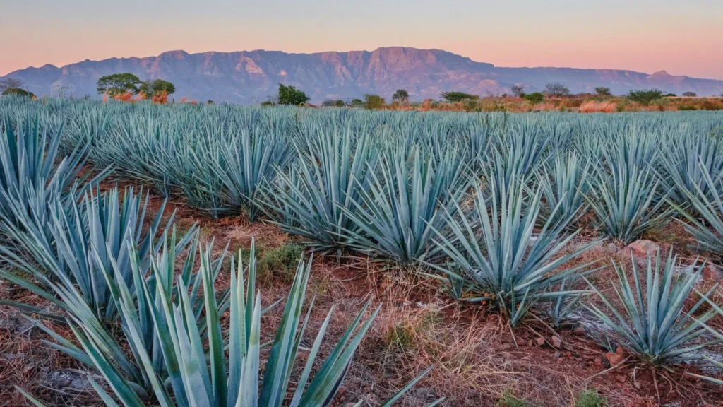 Jalisco Es Mexico