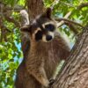 (Cortesia: Austin Wildlife Rescue)