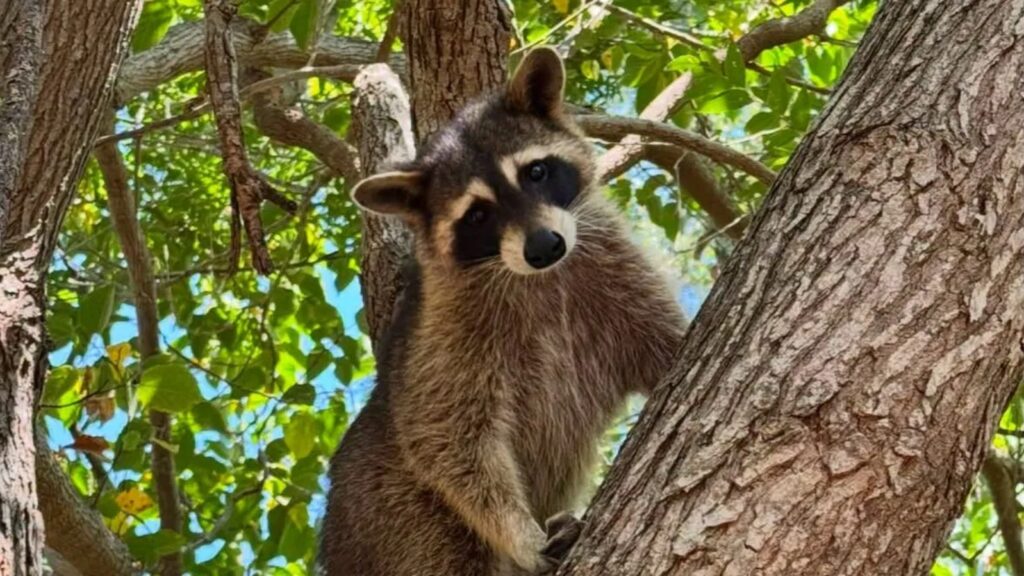 (Cortesia: Austin Wildlife Rescue)