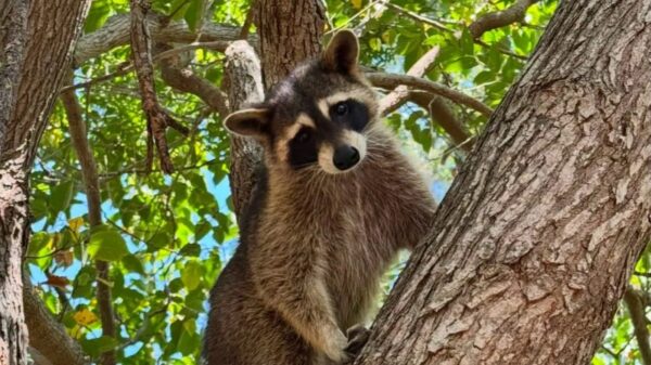 (Cortesia: Austin Wildlife Rescue)