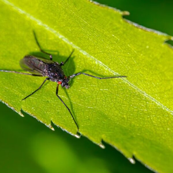 Foto de Erik Karits: https://www.pexels.com/es-es/foto/naturaleza-hoja-insecto-rural-26083236/
