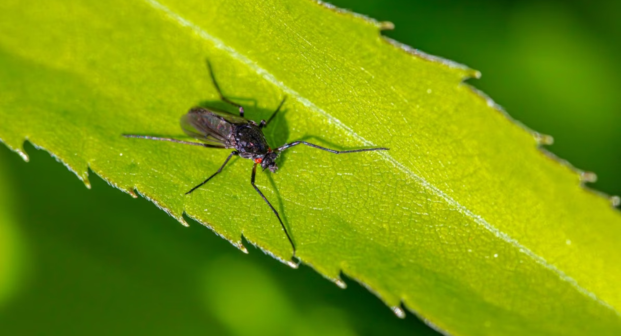 Foto de Erik Karits: https://www.pexels.com/es-es/foto/naturaleza-hoja-insecto-rural-26083236/