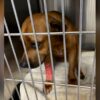 (Cotesía de Austin Pets Alive!)